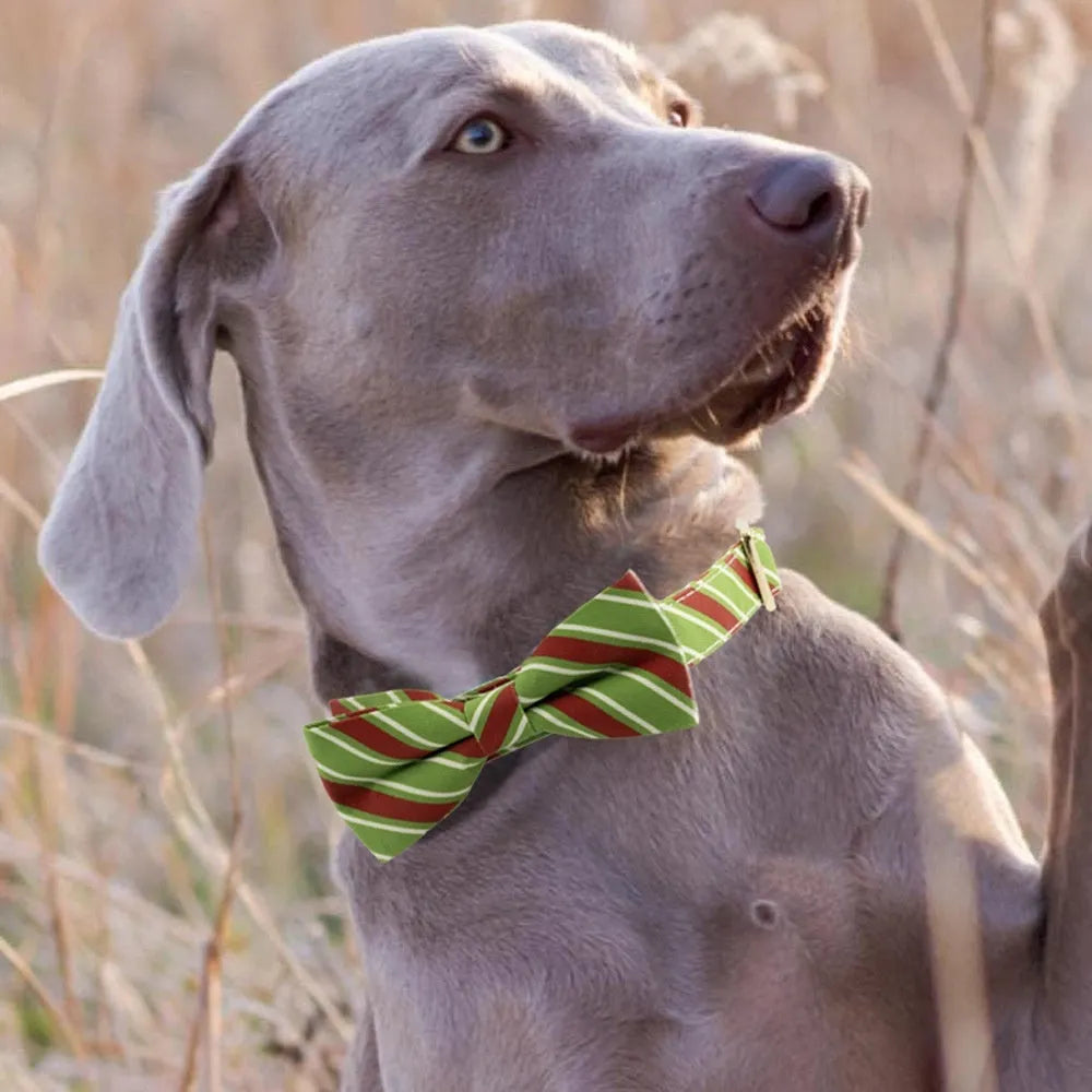 Striped engravable dog collar with bow in candy green, showing size adjustment.