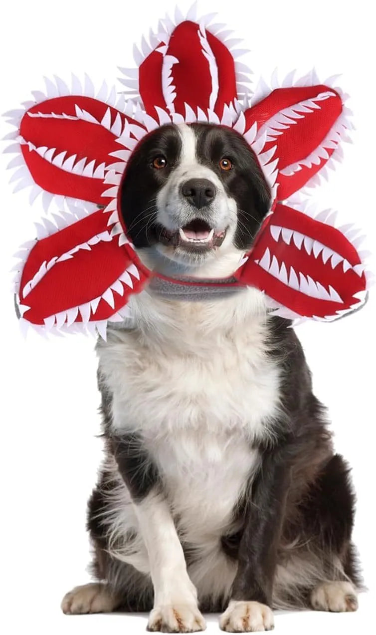 Dog wearing Halloween demon chomper costume with scary headband and fabric flower decoration