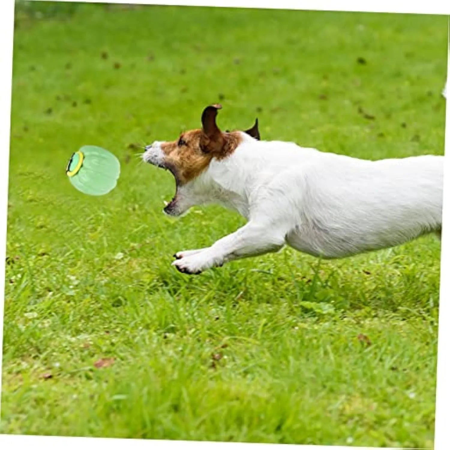 Green, orange, and yellow plastic pumpkin-shaped dog ball with squeaker for small dogs.