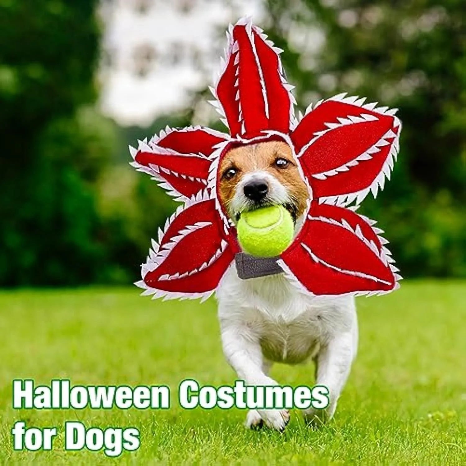 Dog wearing Halloween demon chomper costume with scary headband and fabric flower decoration