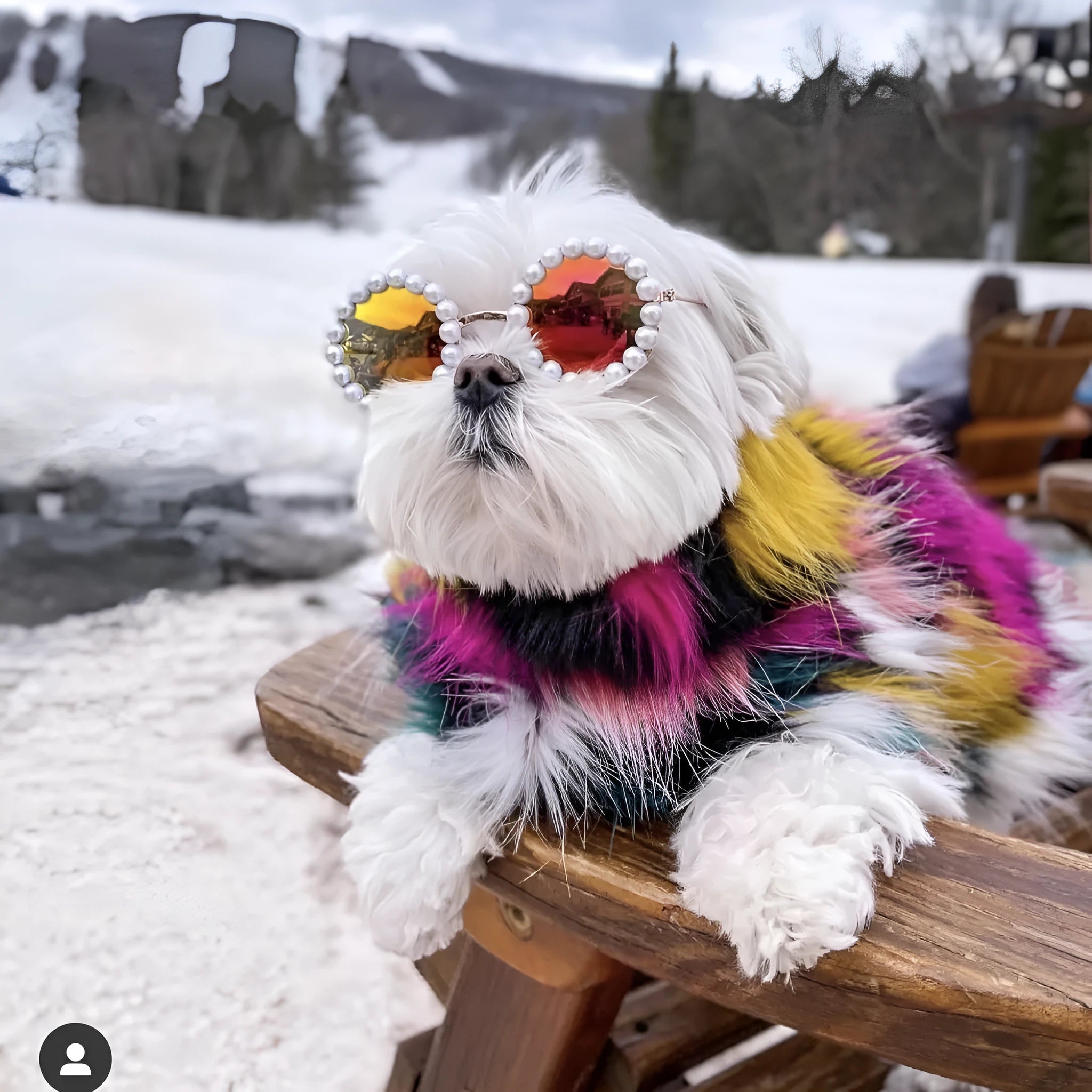 Pet dog pearl sunglasses with plastic frame, small 8cm size, photo colour finish, on a pet