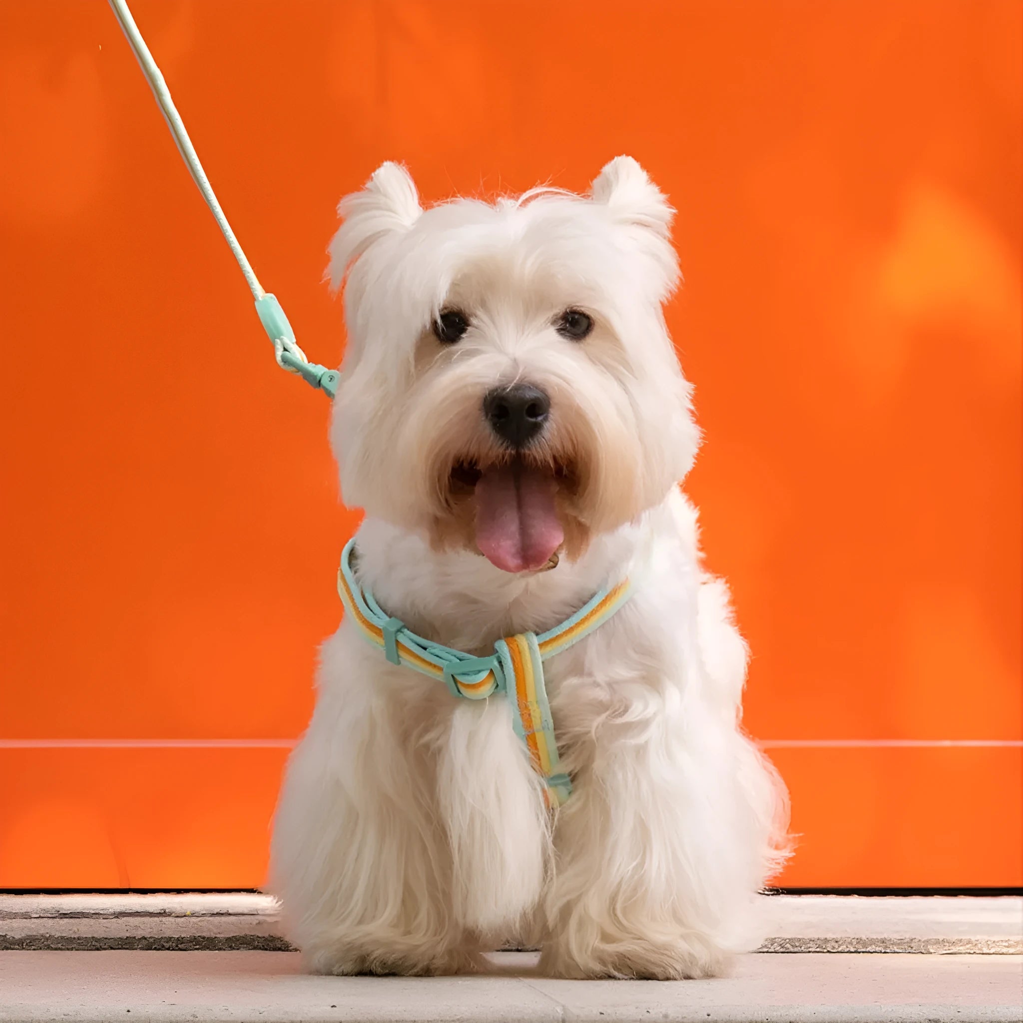 Retro record hand holding rope and collar vest set for small medium dogs