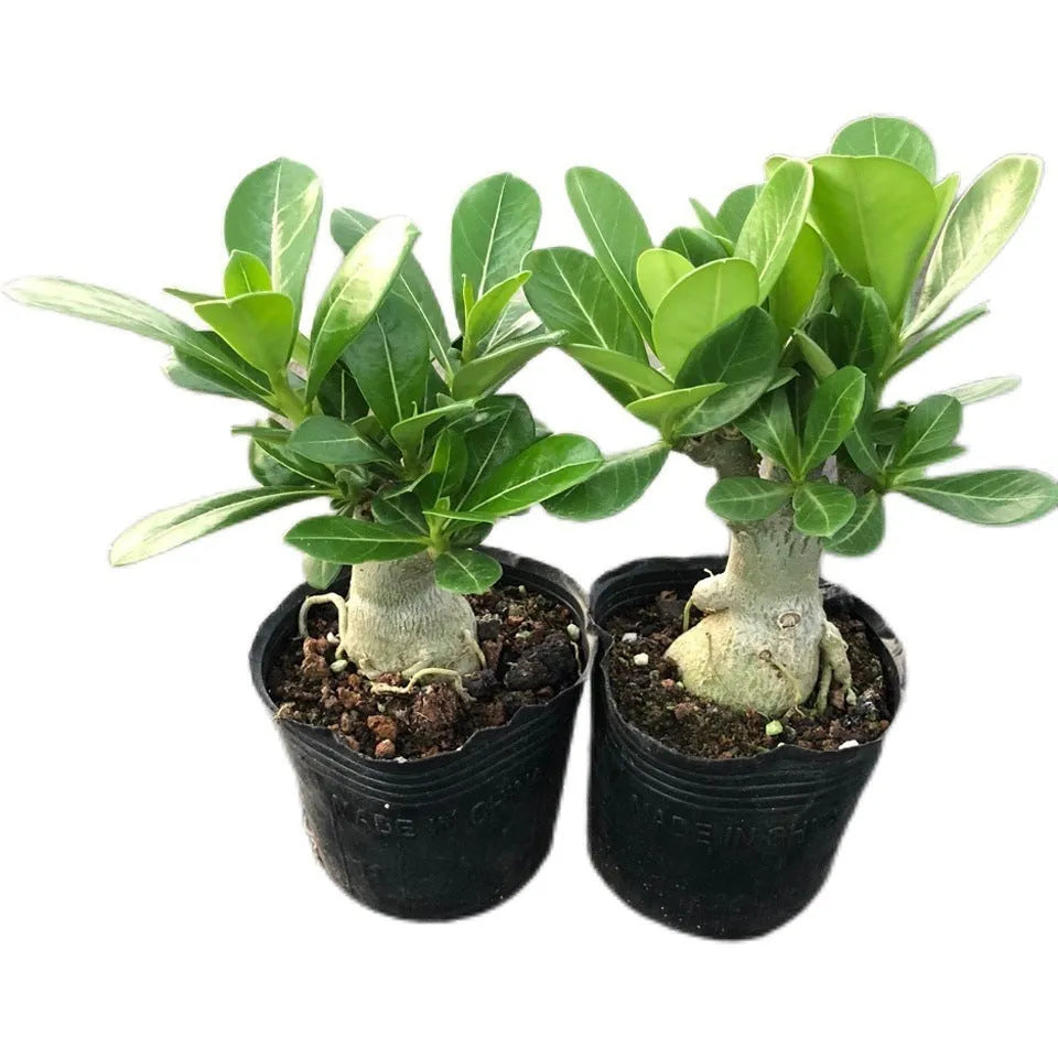 Bare root Desert Rose Adenium obesum seedling ready for potting