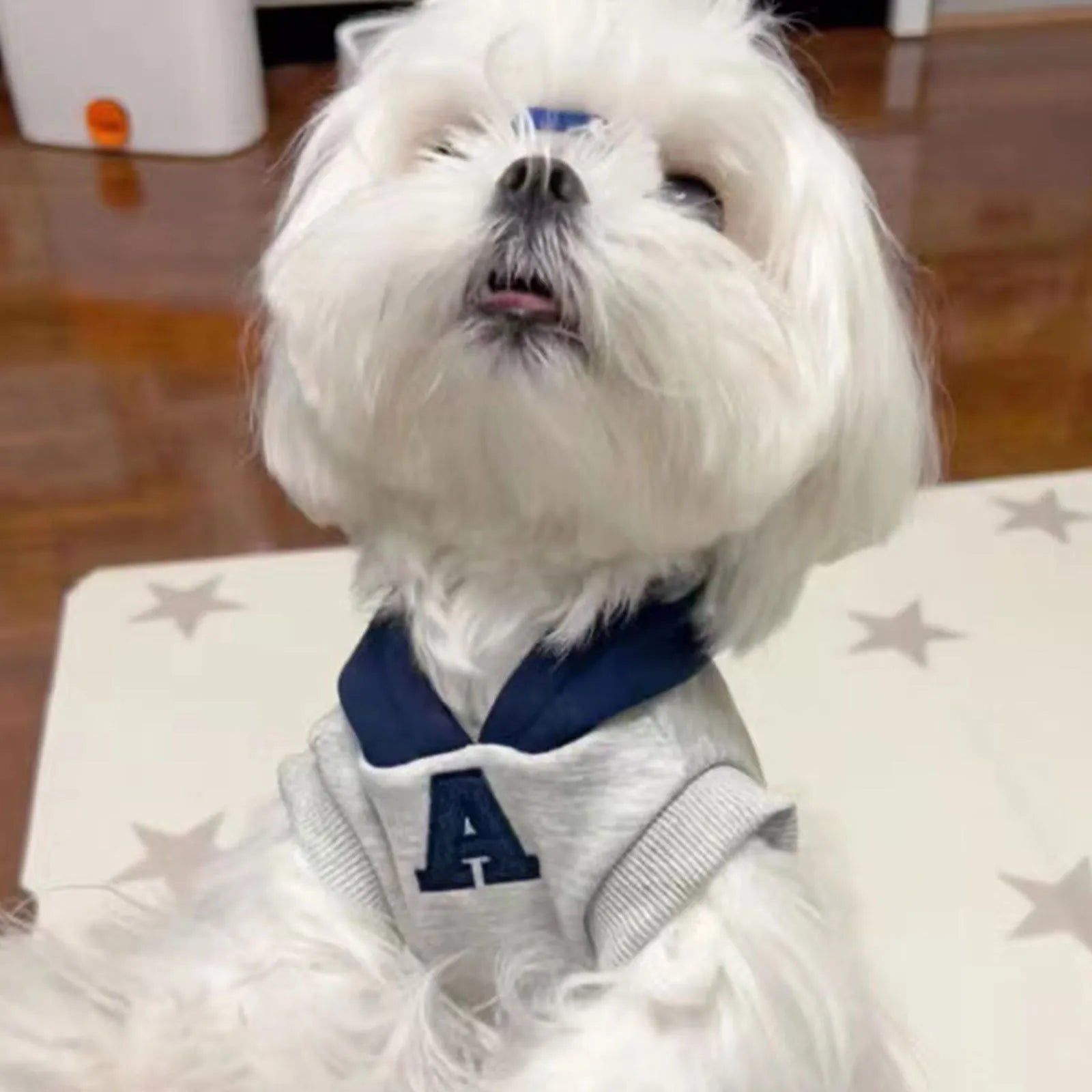 Blue and white reflective letter print slim-fitting pet hoodie for cats and dogs with elastic cuffs