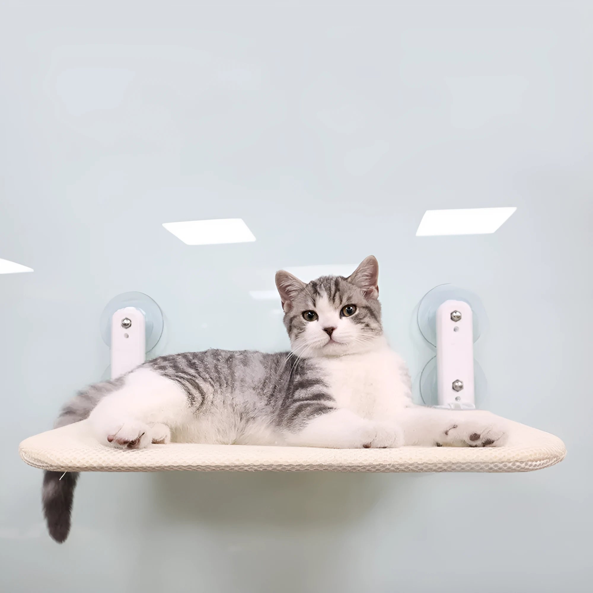 Stainless steel foldable cat hammock seat cushion mounted on window with suction cups