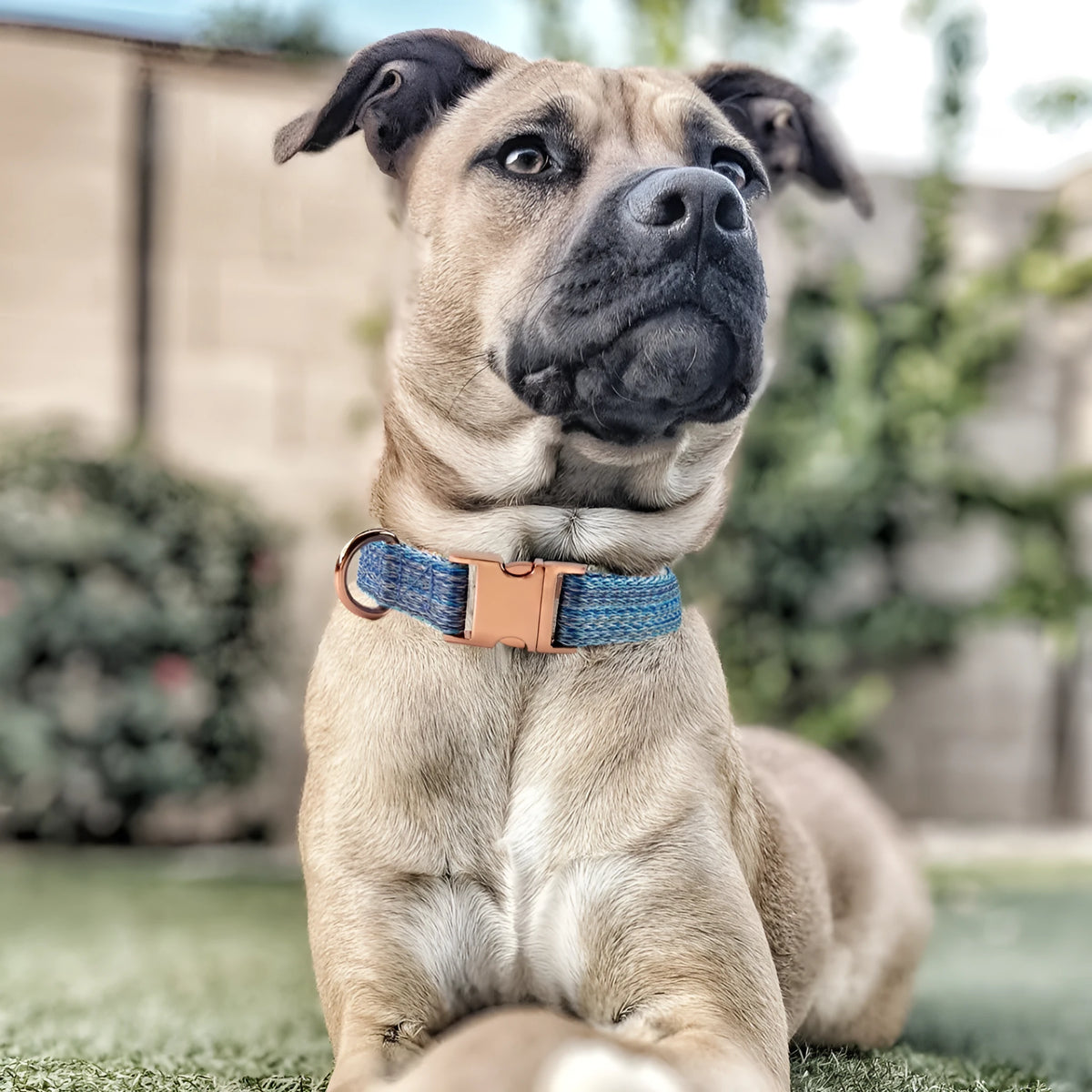 Nylon dog collar and lead set with engraved lettering and anti lost collar in blue, grey, orange, or pink, sizes XS to L