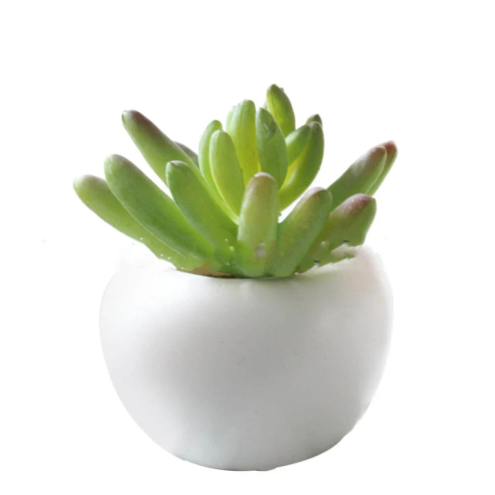 Charming succulent fridge magnets in various styles, featuring realistic plastic plants with strong magnetic attachments for easy placement on refrigerators and other metal surfaces.