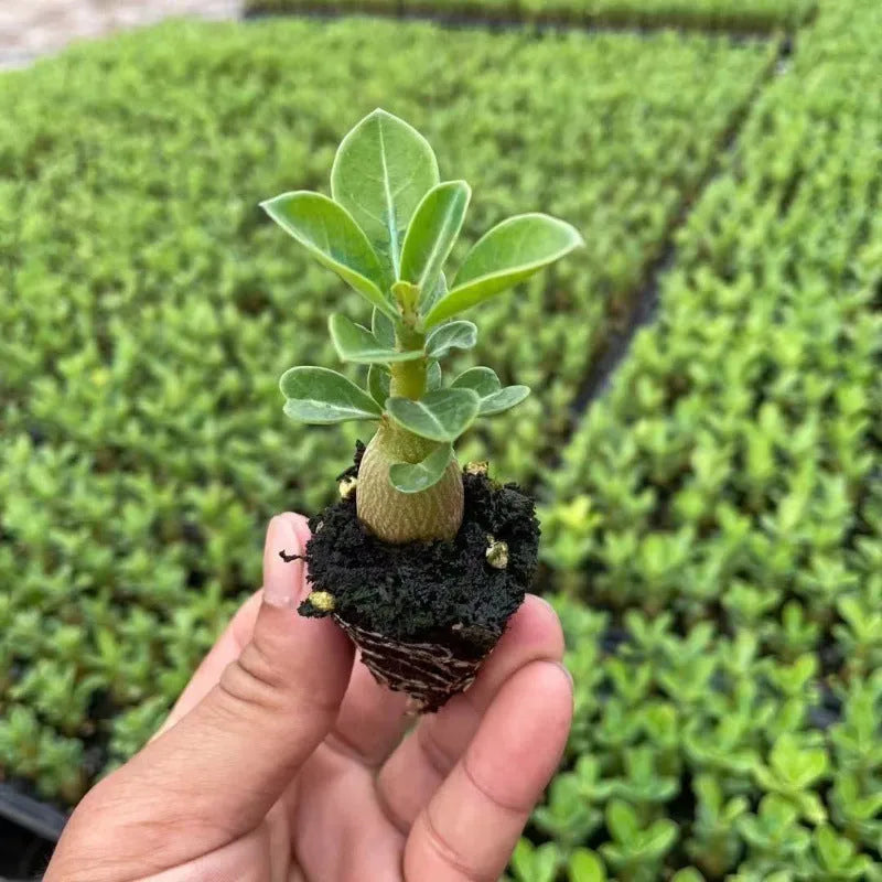 Bare root Desert Rose Adenium obesum seedling ready for potting