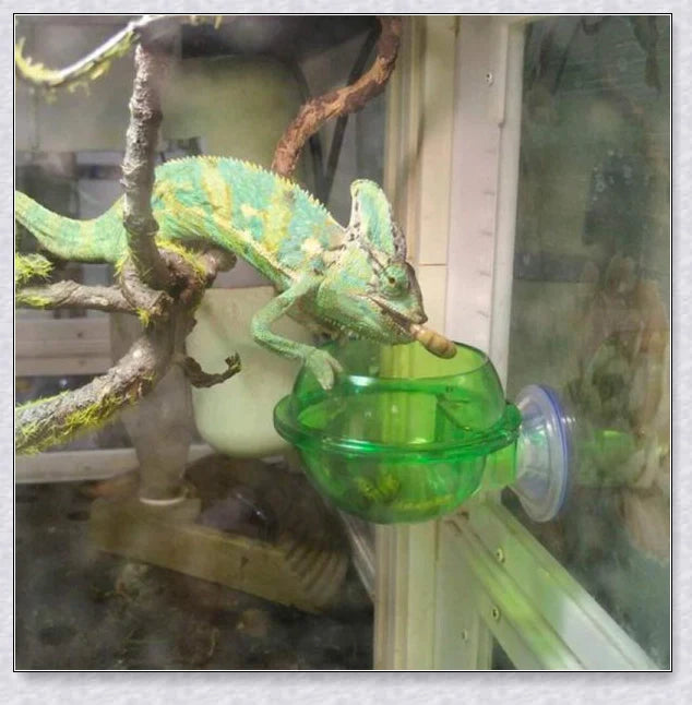 Crawler Supplies Feeder for Chameleon Lizards with Suction Cup Attachment and Adjustable Design